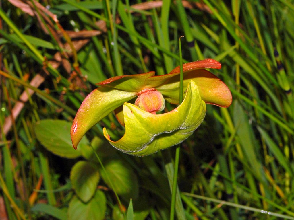 Giardino Botanico Montano di Pratorondanino